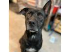 Adopt Huckleberry a Black Pit Bull Terrier / Mixed dog in Edinburg