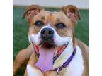 Adopt Charlotte a White - with Tan, Yellow or Fawn Boxer / Mixed dog in Ottawa