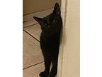Adopt Serena a Black (Mostly) Domestic Shorthair / Mixed (short coat) cat in La
