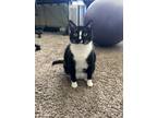 Adopt Scully a Black & White or Tuxedo British Shorthair / Mixed (short coat)