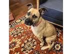 Adopt Baby a Tan/Yellow/Fawn Mixed Breed (Medium) / Mixed dog in Auburn