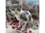 Adopt Wednesday a Gray or Blue Domestic Shorthair / Mixed cat in Galveston