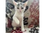 Adopt Enid a Gray or Blue Domestic Shorthair / Mixed cat in Galveston