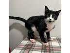 Adopt Jane a All Black Domestic Mediumhair / Mixed cat in Livingston