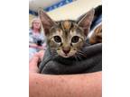 Adopt Dawn a Tortoiseshell Domestic Shorthair (short coat) cat in San Jose