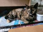 Adopt Celestia a Tortoiseshell Domestic Longhair (long coat) cat in San Jose