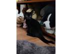 Adopt Midnight a All Black Domestic Shorthair (short coat) cat in San Jose