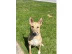 Adopt Chico a Tan/Yellow/Fawn German Shepherd Dog / Bull Terrier / Mixed dog in