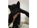 Adopt Kitten a All Black Domestic Shorthair / Mixed (medium coat) cat in San