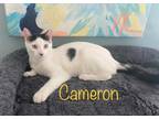 Adopt Cameron a Domestic Shorthair / Mixed (short coat) cat in El Dorado