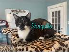 Adopt Shaquille a Siamese / Mixed (short coat) cat in El Dorado, AR (38939178)
