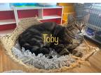 Adopt Toby a Domestic Shorthair / Mixed (short coat) cat in El Dorado