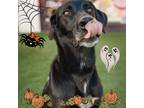 Adopt WILLOW a Black Weimaraner / Alaskan Malamute / Mixed dog in Las Vegas