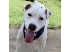 Adopt Swiss a White - with Tan, Yellow or Fawn Pit Bull Terrier / Mixed dog in