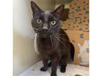 Adopt Kitchen a All Black Domestic Shorthair / Mixed cat in West Olive
