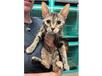Adopt Mimi a Brown Tabby Domestic Shorthair (short coat) cat in Carlinville