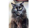 Adopt Vader a All Black Domestic Longhair / Domestic Shorthair / Mixed cat in