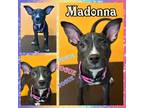 Adopt Madonna a Black - with White Terrier (Unknown Type