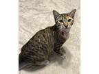 Adopt Lola a Calico or Dilute Calico Calico (short coat) cat in Pompano Beach