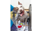 Adopt Sherah a White Mixed Breed (Large) / Mixed dog in Chamblee, GA (38947922)