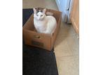 Adopt Smores a White (Mostly) Domestic Shorthair / Mixed (short coat) cat in