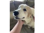 Adopt Appa a White - with Gray or Silver Great Pyrenees / Mixed dog in