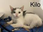 Adopt Kilo a White Domestic Shorthair / Domestic Shorthair / Mixed cat in
