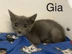 Adopt Gia a Gray or Blue Domestic Shorthair / Domestic Shorthair / Mixed cat in
