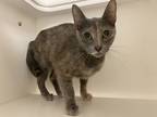 Adopt Riri a Gray or Blue Domestic Shorthair / Domestic Shorthair / Mixed cat in