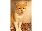 Adopt Francine a Orange or Red Domestic Shorthair / Domestic Shorthair / Mixed