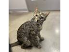 Adopt Babygirl a Brown Tabby Domestic Shorthair / Domestic Shorthair / Mixed cat