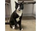 Adopt Rambo a All Black Domestic Shorthair / Domestic Shorthair / Mixed cat in