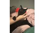 Adopt Bug a Black (Mostly) Domestic Shorthair / Mixed (short coat) cat in Baton