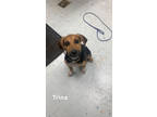 Adopt Trina a Black Mixed Breed (Small) / Mixed dog in Savannah, TN (38947907)