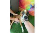 Adopt Emily a Red/Golden/Orange/Chestnut Mixed Breed (Medium) / Mixed dog in