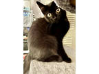 Adopt Little Red Riding Hood BN a All Black Domestic Shorthair / Domestic
