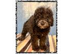 Adopt Romey a Black Aussiedoodle / Miniature Poodle / Mixed dog in Frankfort