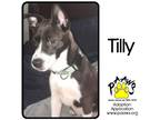 Adopt Tilly a Black American Pit Bull Terrier / Mixed dog in Newburgh