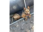 Adopt Delilah a Brown/Chocolate - with Black German Shepherd Dog / Mixed Breed