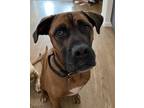 Adopt Braun a Brown/Chocolate Boxer / Shepherd (Unknown Type) / Mixed dog in