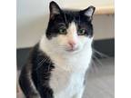Adopt George Clooney a Domestic Shorthair / Mixed cat in Port Washington