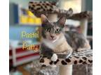 Adopt Pastel Patty a Domestic Shorthair / Mixed (short coat) cat in El Dorado