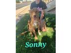 Adopt Sunny a Tan/Yellow/Fawn Labrador Retriever dog in Phoenix, AZ (38939531)