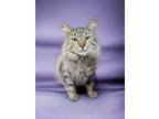 Adopt Coconut a Domestic Mediumhair (long coat) cat in Dallas, TX (38939845)