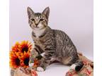 Adopt Energizer a Brown Tabby Domestic Shorthair / Mixed cat in Muskegon