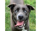 Adopt Akira a Black Siberian Husky / Mixed dog in N Las Vegas, NV (38938955)