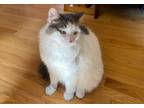 Adopt Sammy a White (Mostly) American Shorthair (long coat) cat in Sykesville