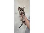 Adopt Emma a Gray, Blue or Silver Tabby Domestic Shorthair (short coat) cat in