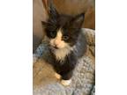 Adopt Elliot a Black & White or Tuxedo Domestic Mediumhair (medium coat) cat in