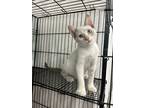 Adopt Zelina a Tan or Fawn (Mostly) Domestic Shorthair (short coat) cat in South